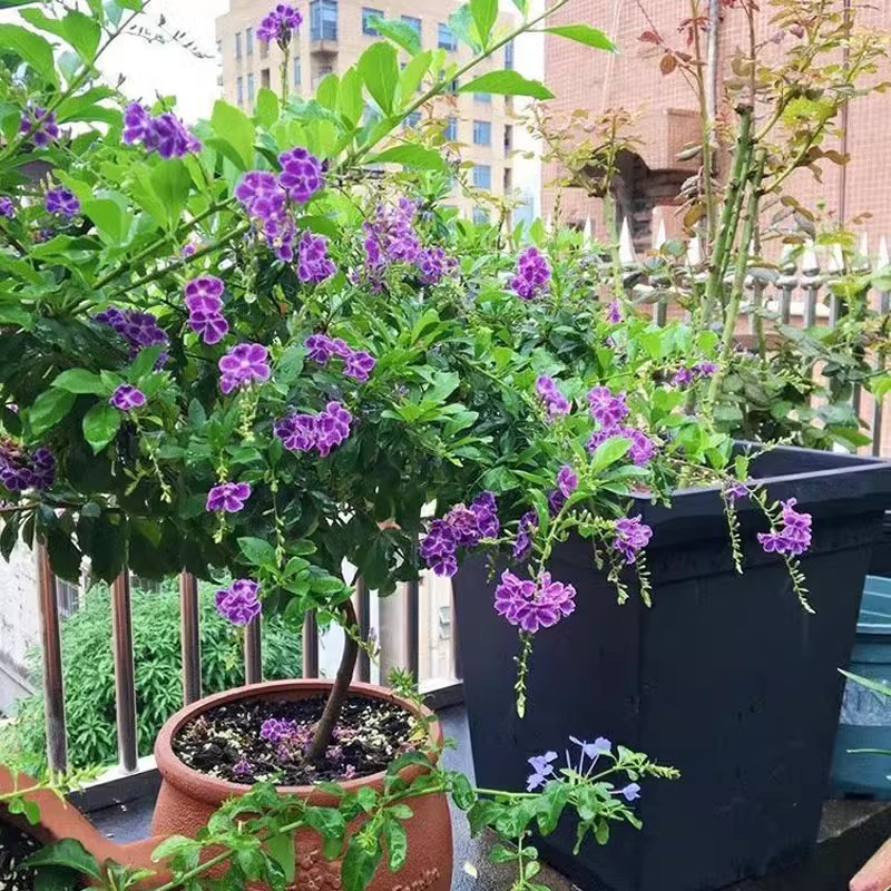 蕾丝金露花带花苞甘露花四季开花多年生常绿好养耐热阳台庭院植物