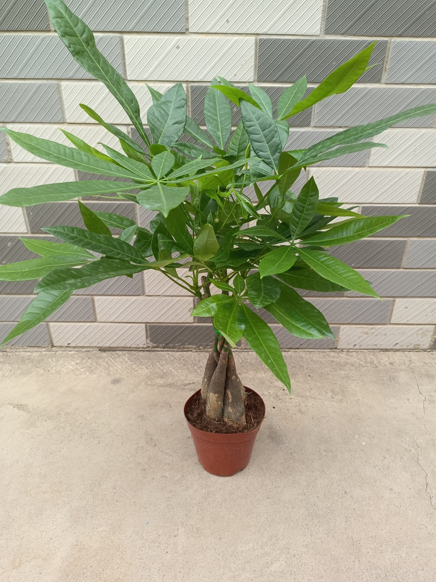 五辫子发财树 50厘米高左右