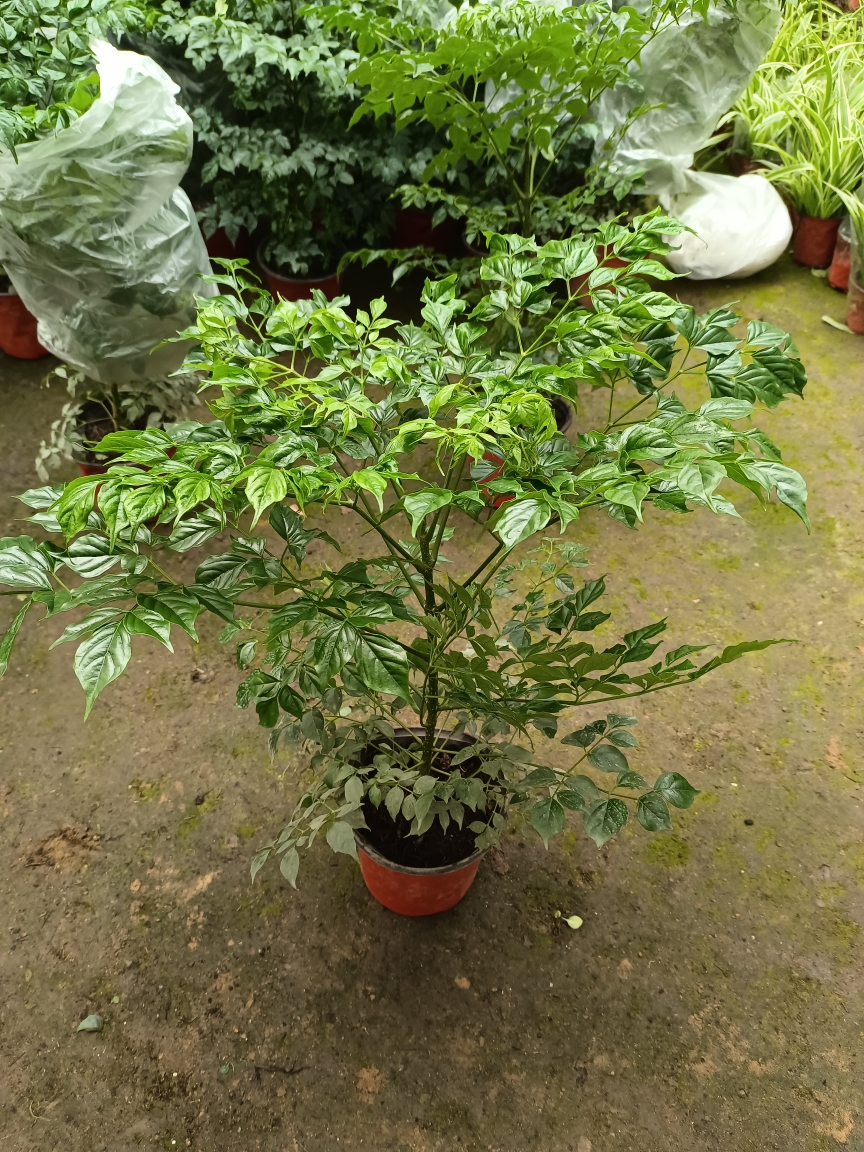 幸福树 50厘米高左右