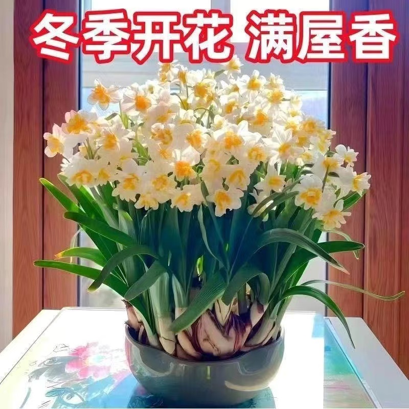 水仙花种球水培耐寒盆栽球根室内阳台年宵花卉洋水仙好养水培植物