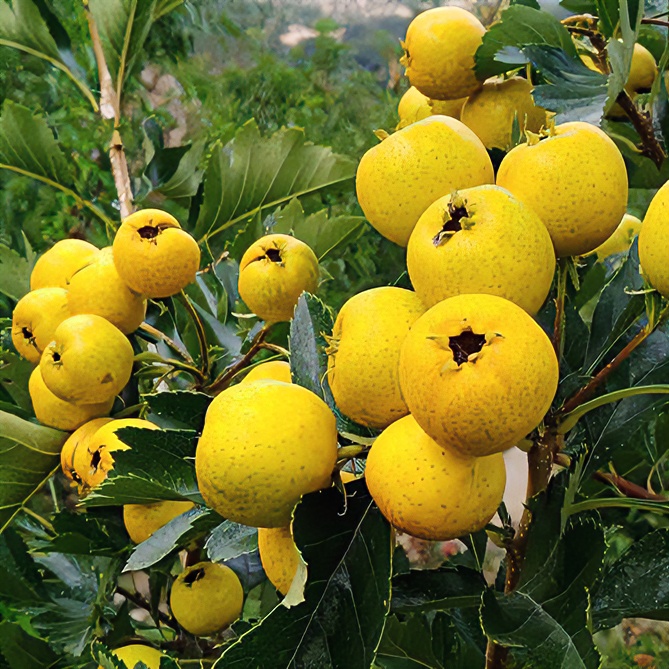 沂蒙山新鲜稀奇奇色山楂当季现摘批发糖葫芦糖球酸甜