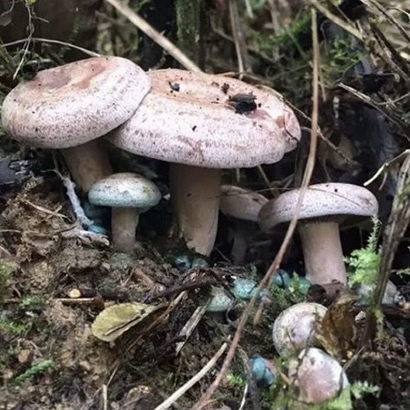 人工栽培野生乌纵菌黄纵菌菌种 松菌 青碟菌松纵菌人工种植菌包