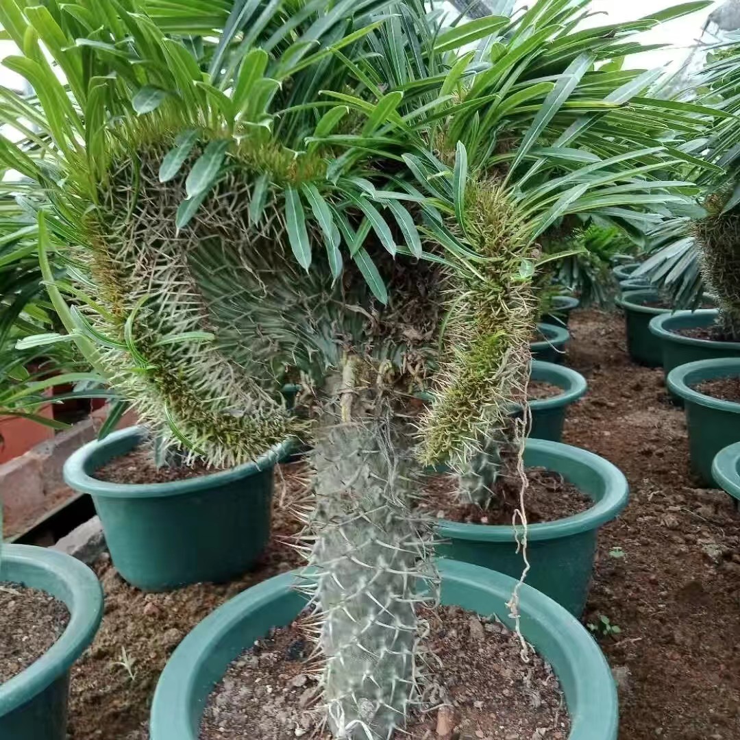 霸王树缀化实生硬刺强刺植花卉新手易养活室内桌面小盆栽