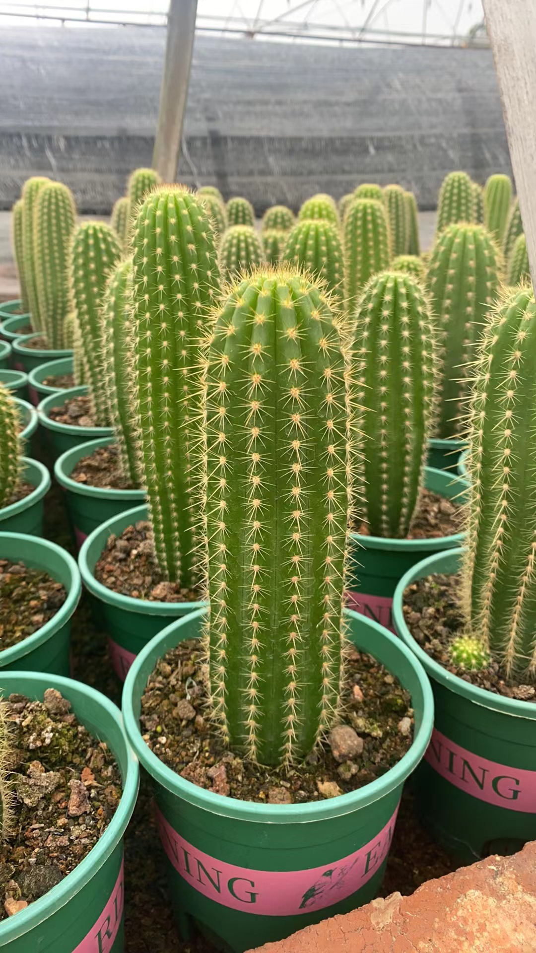 超大飞碟毛花柱仙人柱大花易养绿植室内阳台吸甲醛包邮