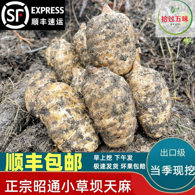 云南小草坝新鲜天麻产地直销原生态优质乌天麻仿野生
