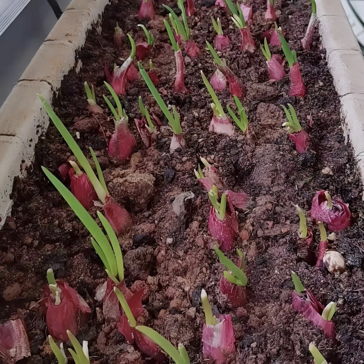 四季小香葱干红葱农家香葱头阳台院子火葱毛葱黄葱红葱头香葱头食