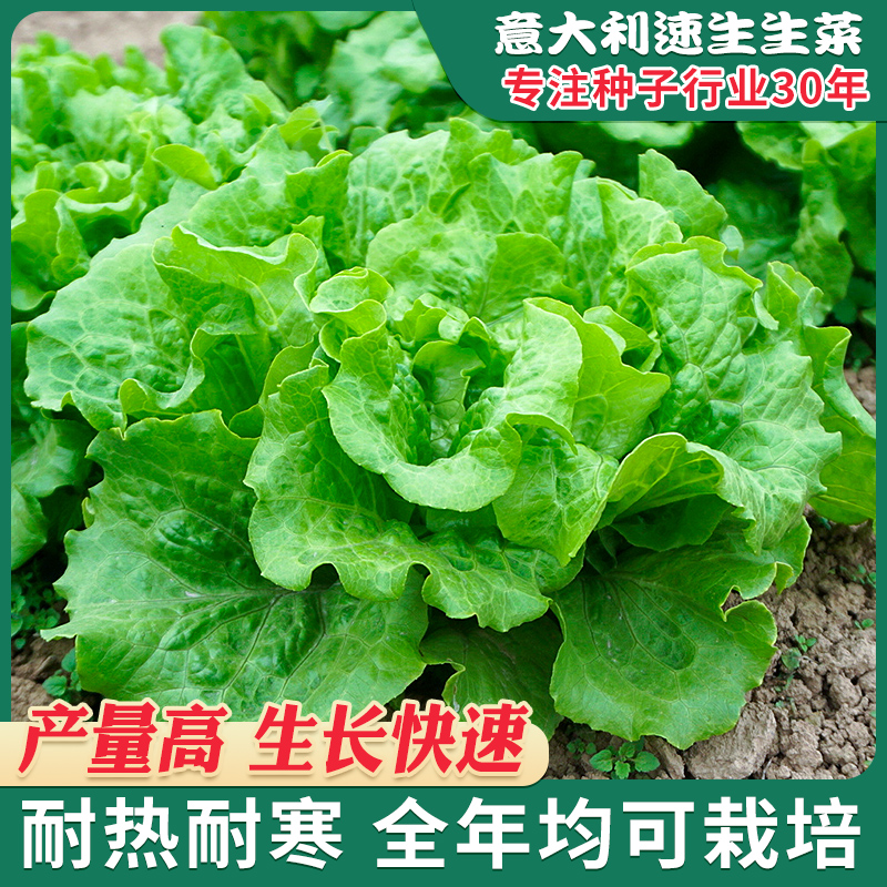 【正】速生意大利生菜种籽速生球包心生菜四季盆栽罗马生菜仔
