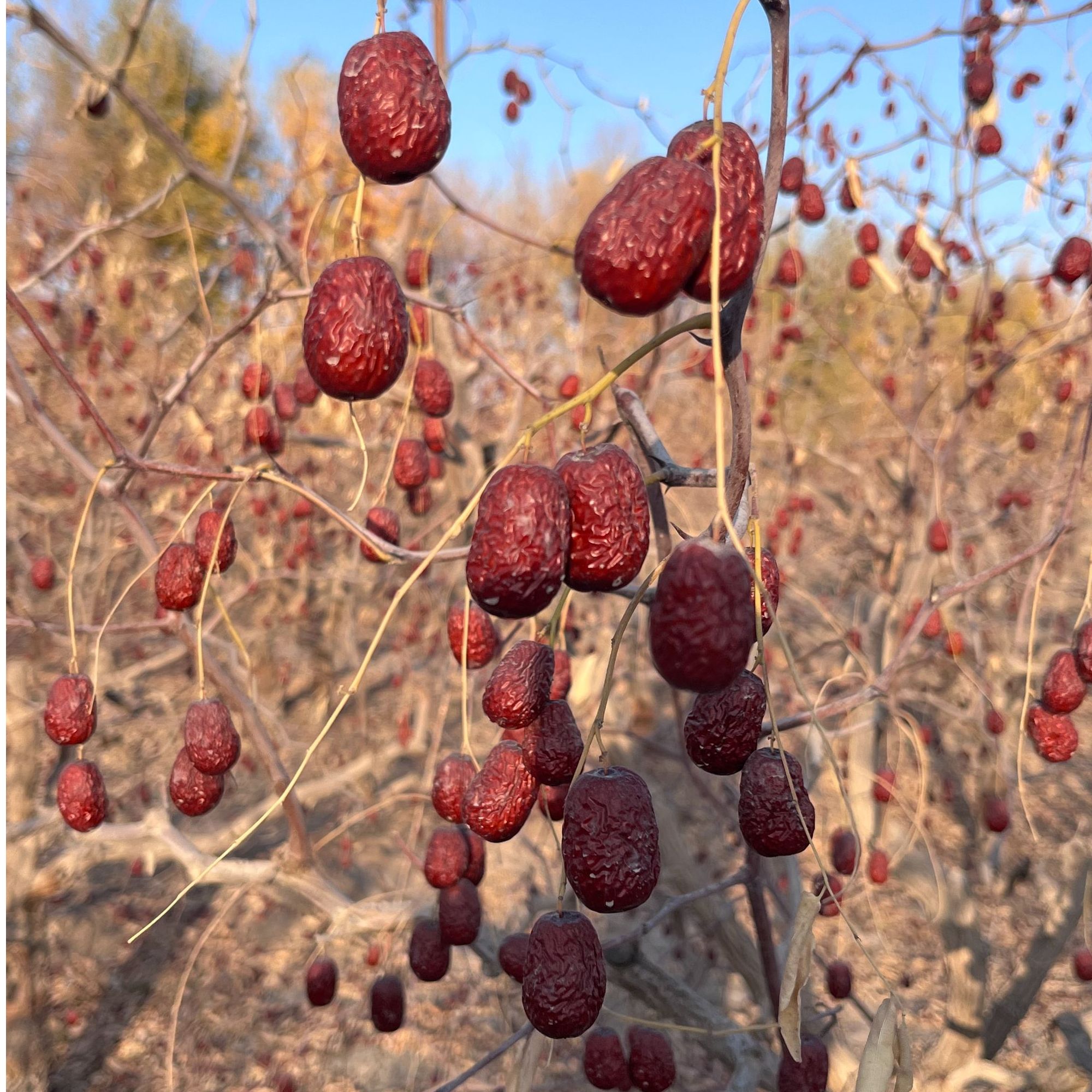 【河南仓发货】新疆若羌灰枣5斤未清洗吊干红枣精品果