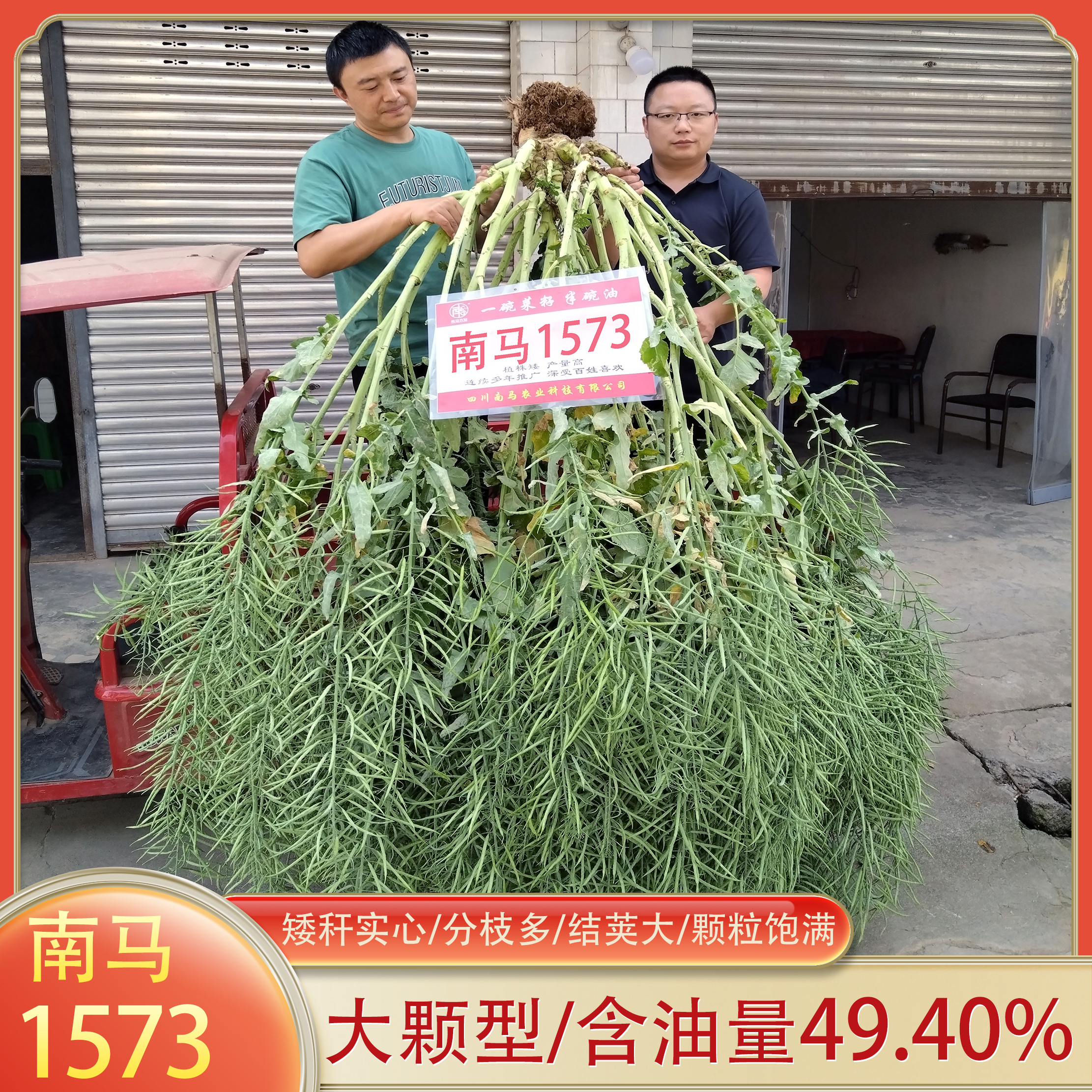 四川油菜种子南马1573实心矮杆抗倒伏黑油菜籽优质耐寒高产高出油