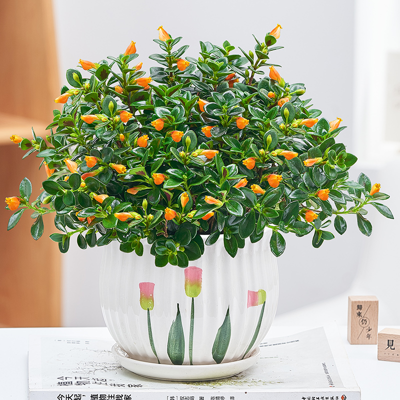 四季金鱼花吊兰盆栽室内绿植花卉多肉植物桌面懒人开花好养可爱