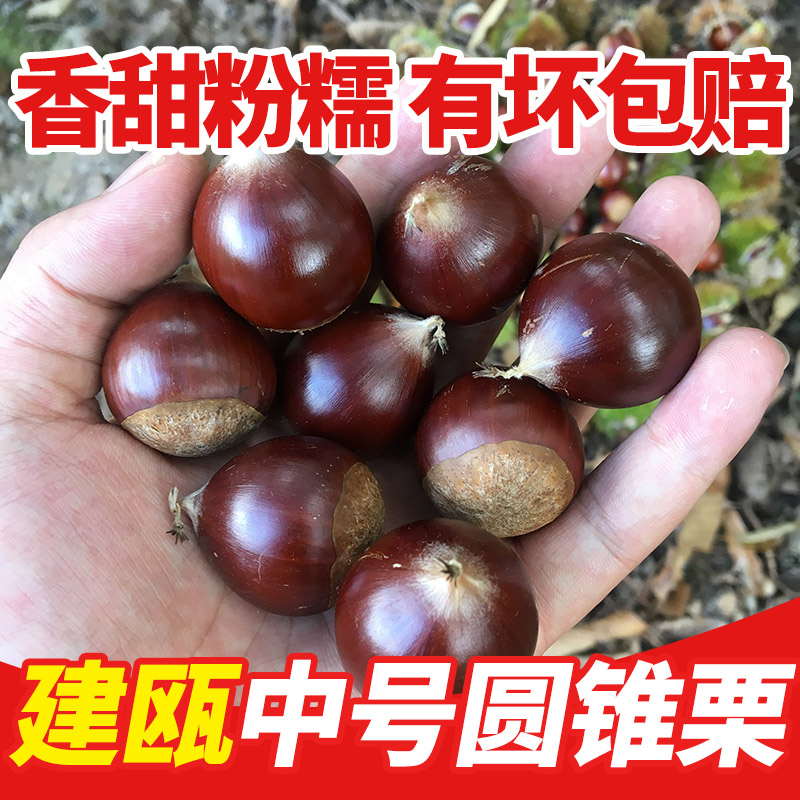 锥栗生新鲜锥栗建瓯油栗圆栗1斤2斤3斤5斤中号香甜
