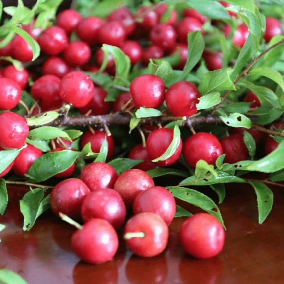 【欧李钙果种子】家庭阳台四季种植盆栽