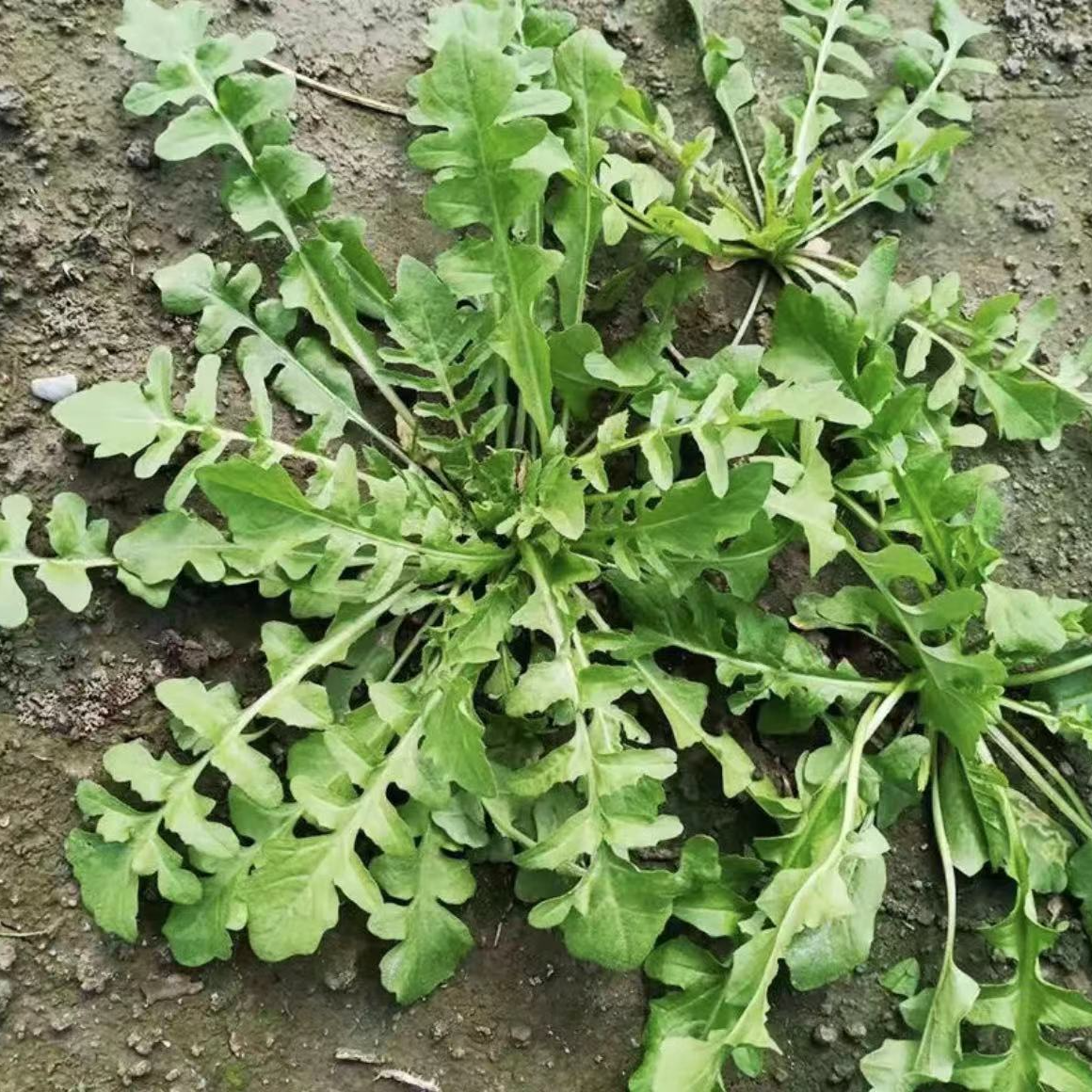 【荠菜种子】家庭阳台小院盆栽地栽四季种植饺子菜