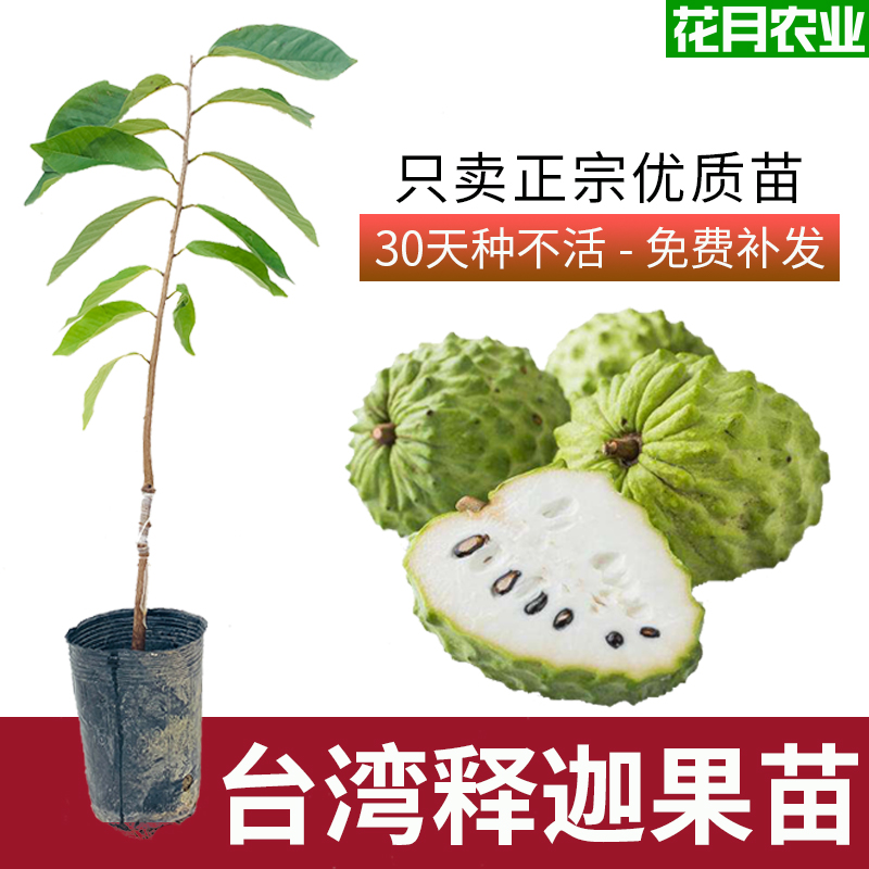 正宗台湾凤梨释迦果苗树特大番荔枝佛陀嫁接果苗庭院盆栽南方种植