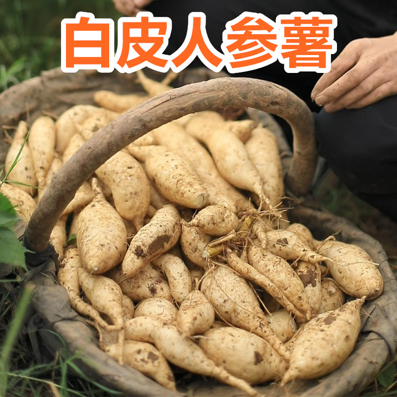 【12小时内发货】河南白皮人参薯牛奶红薯白心板栗薯地瓜白瓤