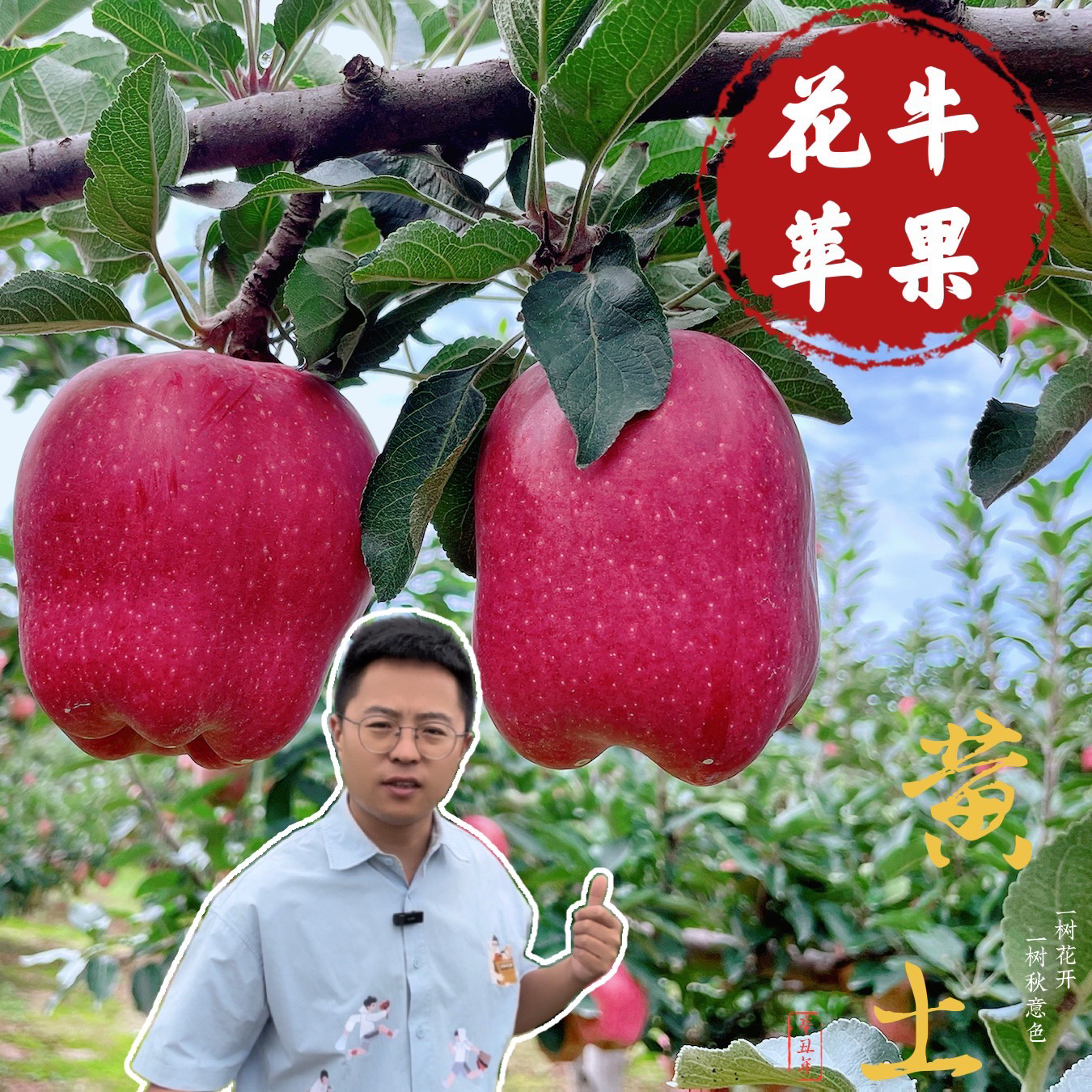 【年年自营】甄选西北黄土高山花牛苹果12颗精品产地直采直发包邮