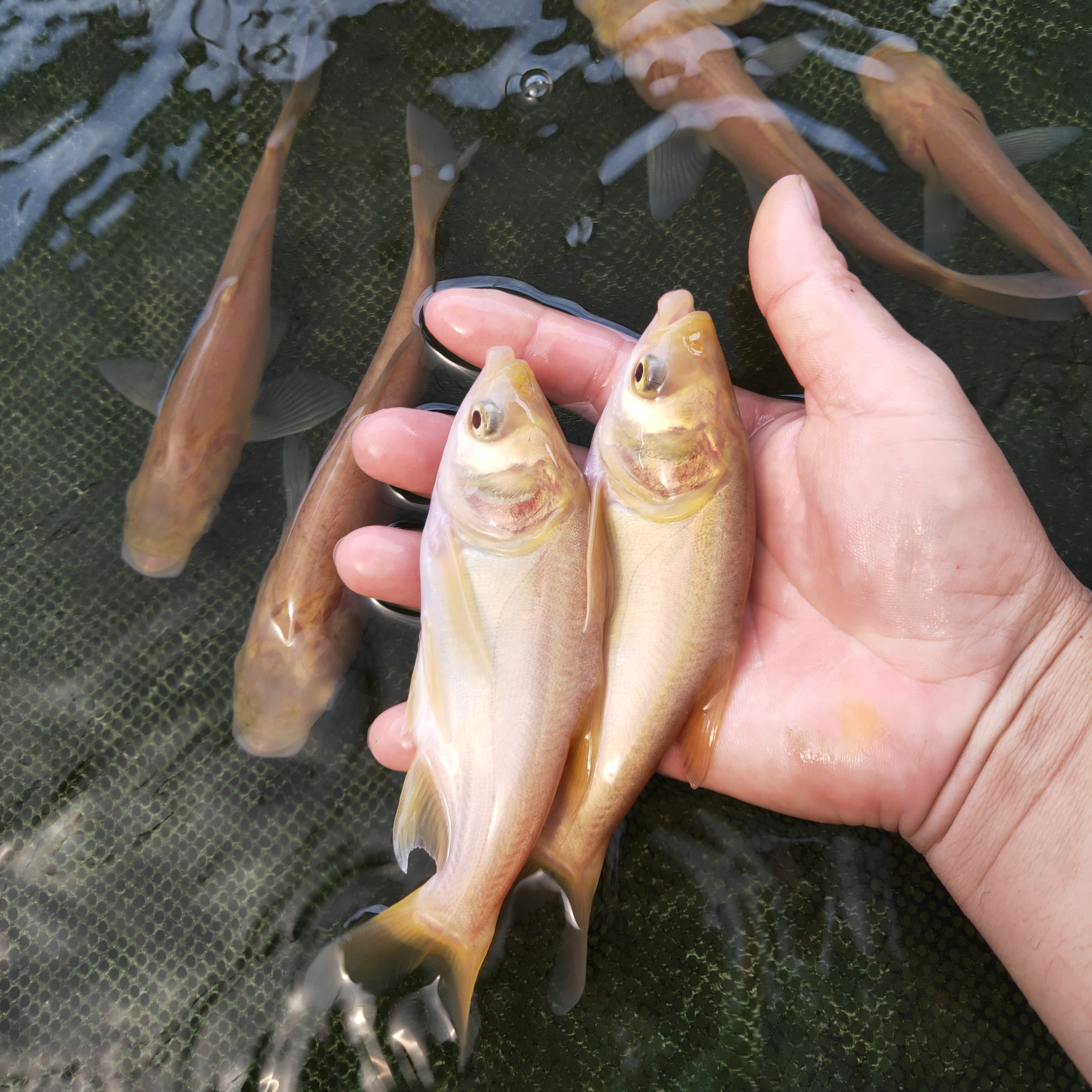 【活体】大规格正宗金丝花鲢鱼 黄金大头 金大头 淡水鱼冷水鱼