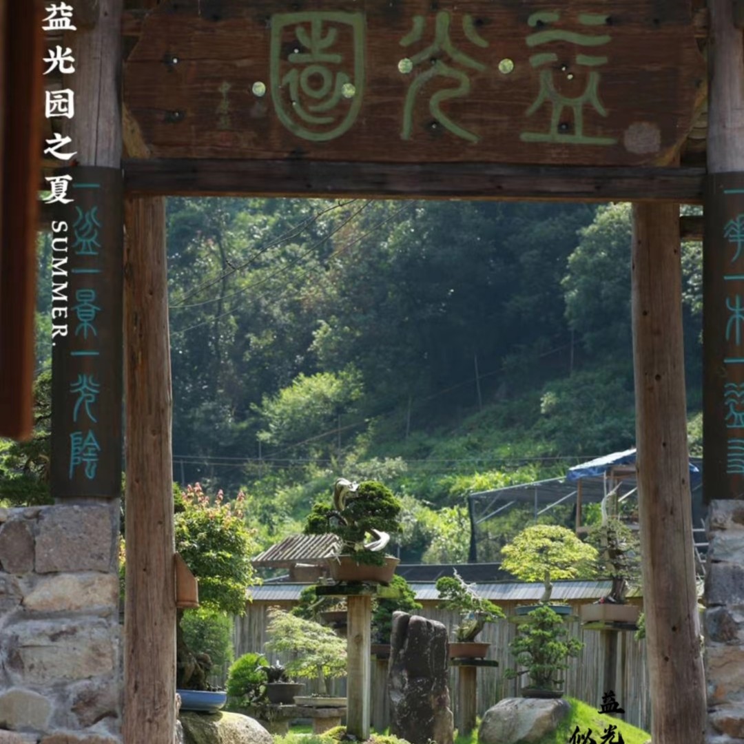 益光园盆景（一物一拍）