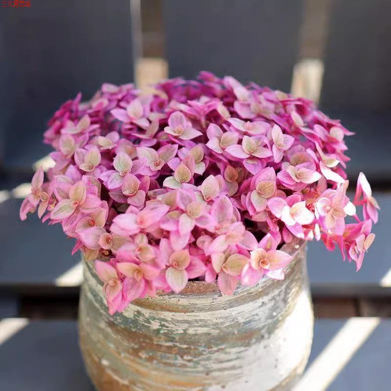 胭脂云多肉植物 易爆盆油画婚礼吊兰盆栽桌面绿植【全场满9.9包邮】