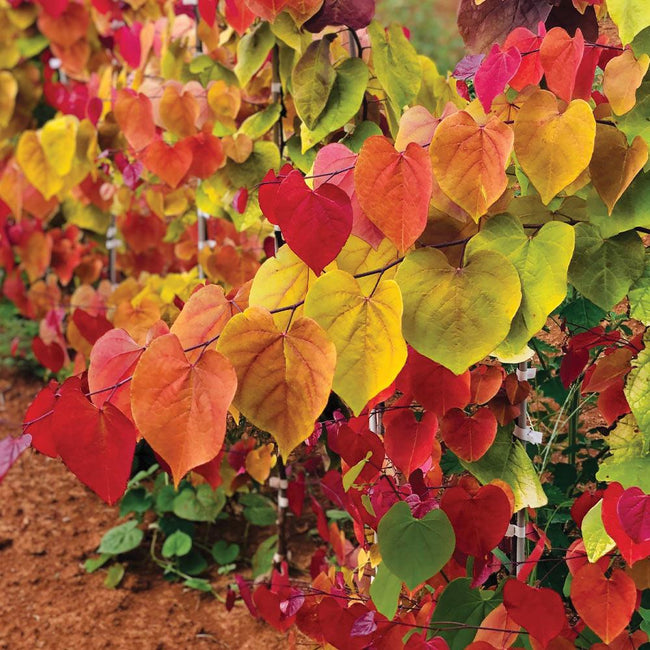 永恒之火紫荆  Cercis can. 'Eternal Flame'  庭院观叶阳台