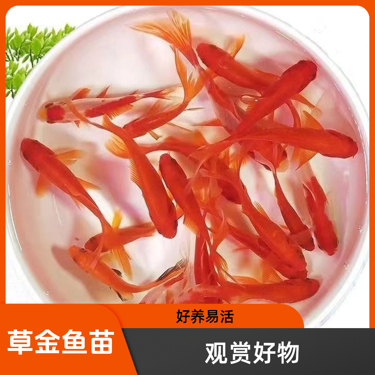 草金鱼锦鲫锦鲤活鱼观赏鱼淡水鱼北方冷水鱼小型小金鱼中国红色