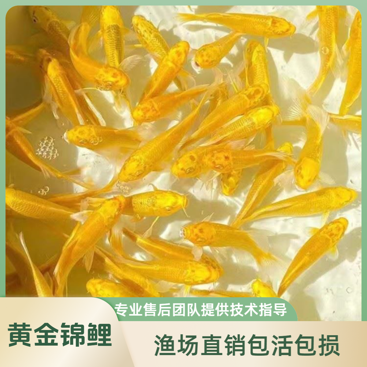 活鱼冷水淡水热带北方观赏鱼好养耐活小型小金鱼黄金龙凤鱼包邮