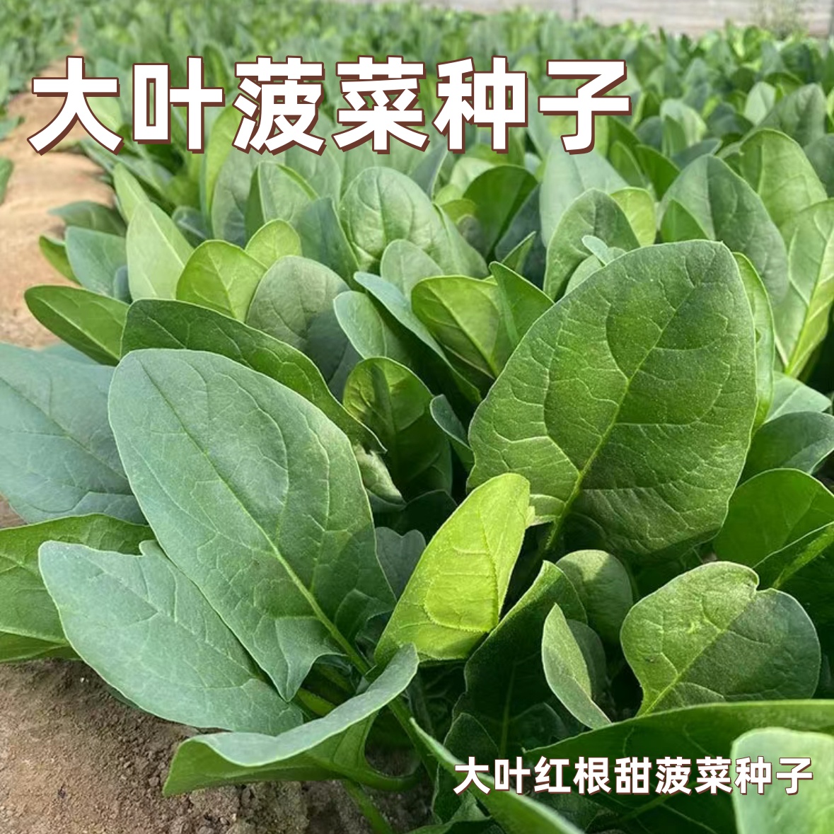 【全店满5/包免邮】大叶菠菜种子耐热耐寒种籽菠菜种籽春秋冬四季