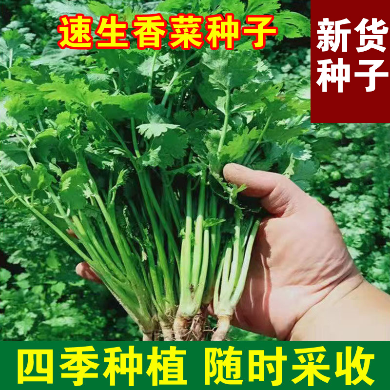 【全店满5/包免邮】四季香菜种子芫荽籽室内花卉盆栽种子蔬菜种子