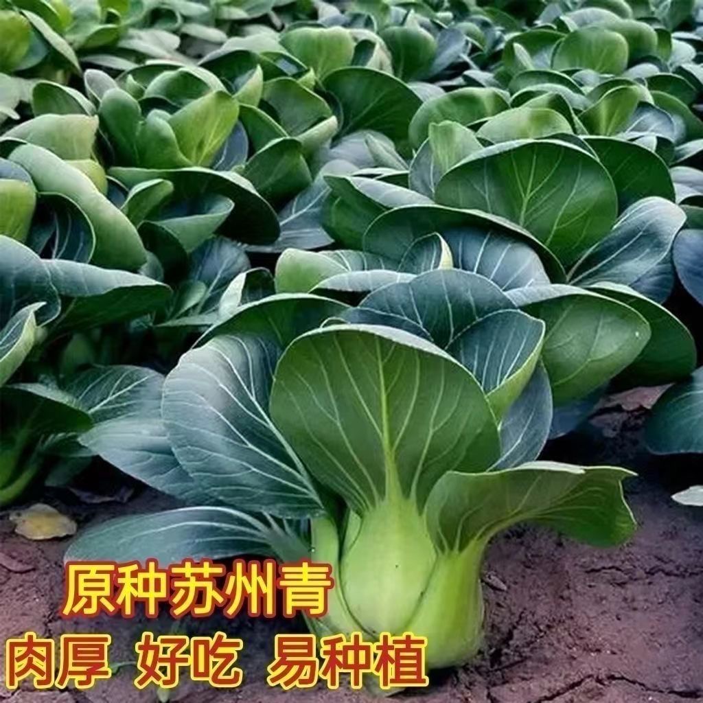 【全店满5/包免邮】矮脚黑叶苏州青种子荆芥菜种子小油菜阳台盆