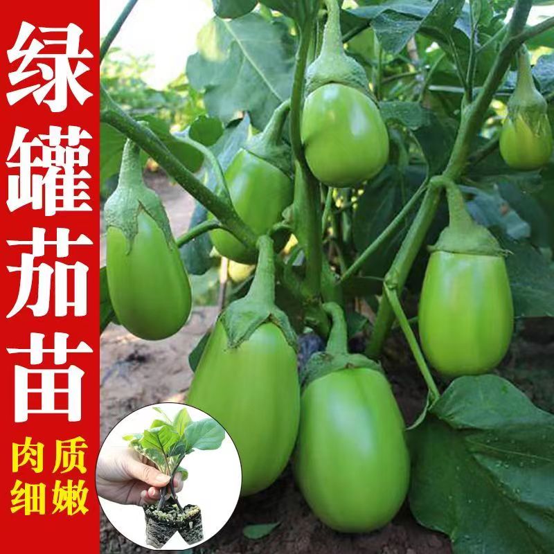 绿罐茄种苗茄子种苗四季蔬菜种苗高产绿皮水果青茄子苗子春季秋季