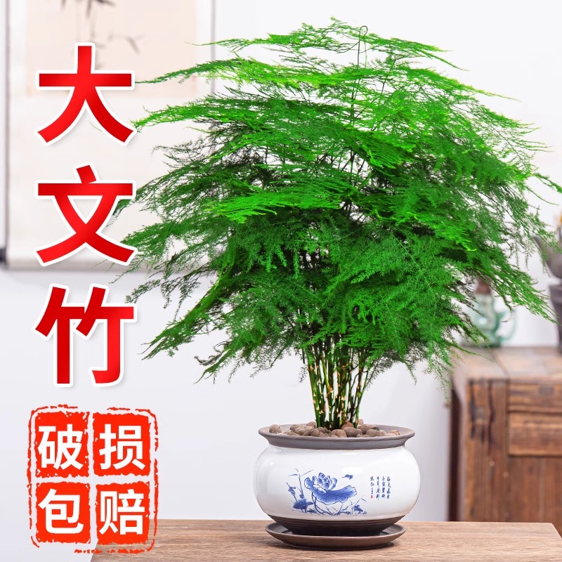 大文竹盆栽盆景植物室内客厅花卉净化空气四季常青好养绿植办公室