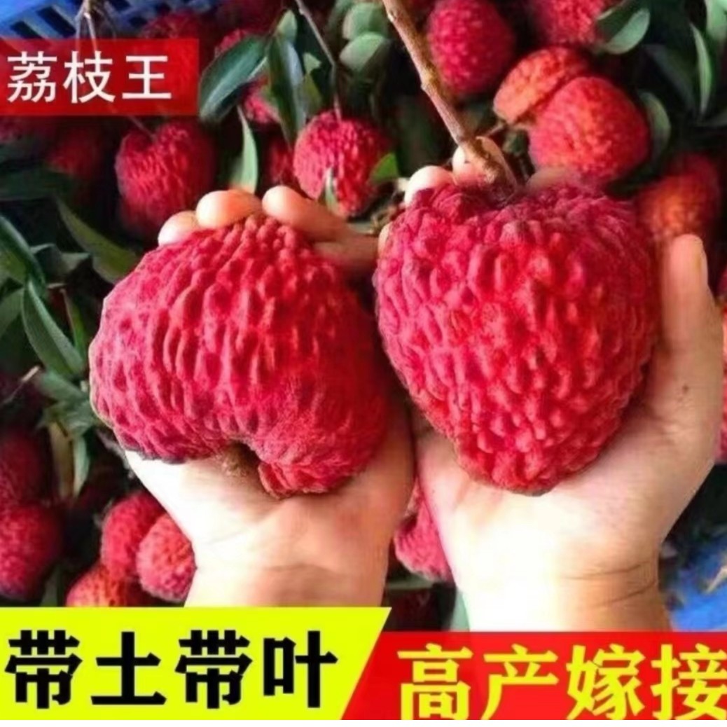 火山岩荔枝王树苗 荔枝中的大果，广西荔乡荔枝树苗