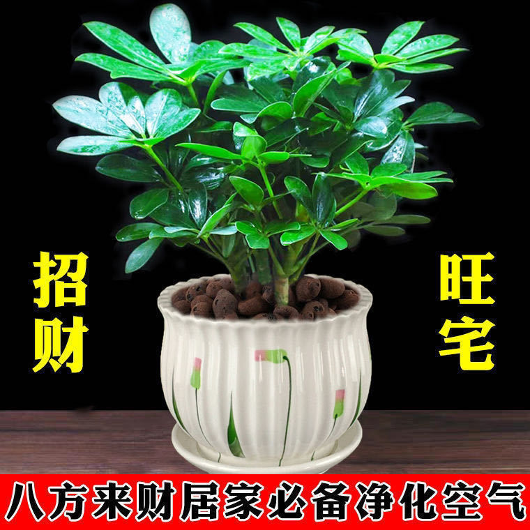 八方来财绿植盆栽室内桌面鸭脚木盆栽七叶莲颜色阳台易活吸甲醛