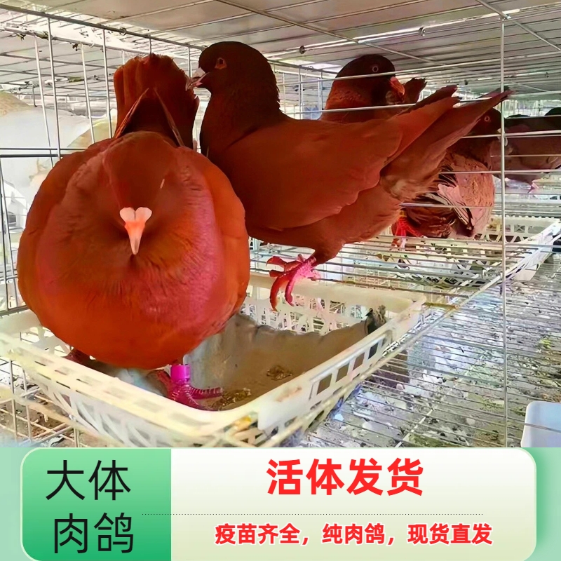 鸽子活苗一对大体肉鸽元宝乳鸽青年鸽鸽苗可饲养散养繁殖肉鸽子