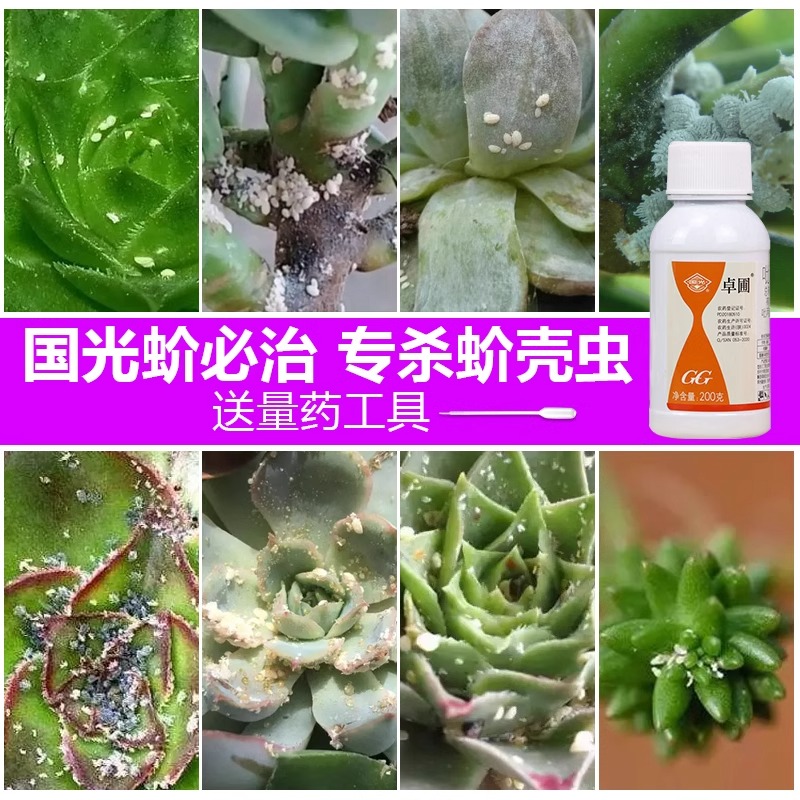 国光卓圃蚧必治介必治多肉蚧壳虫杀虫剂介壳虫杀虫药花卉盆栽白虫
