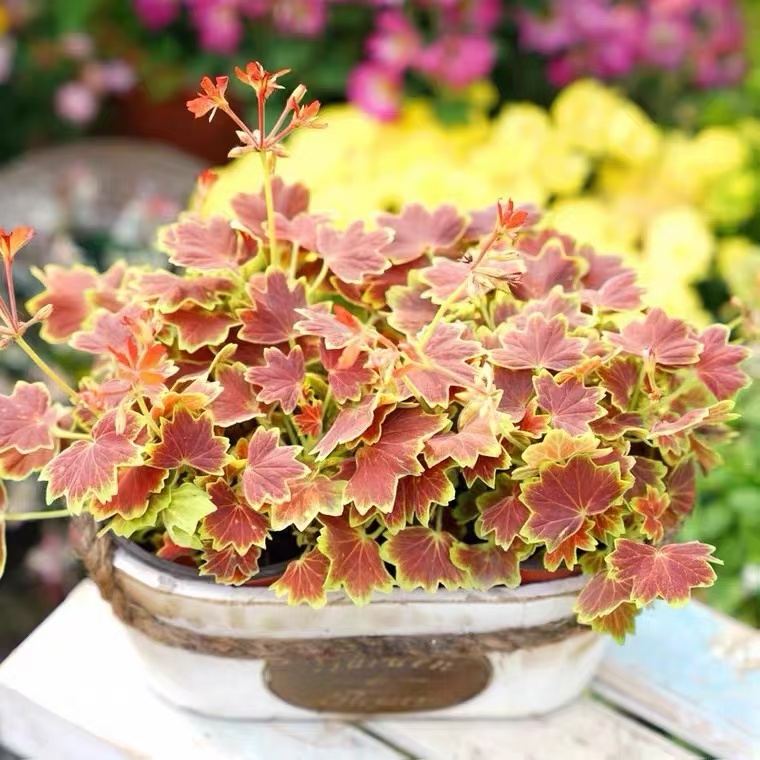 枫叶天竺葵经典百年温哥华观叶新品弗兰克三色旗苗盆栽植物木本