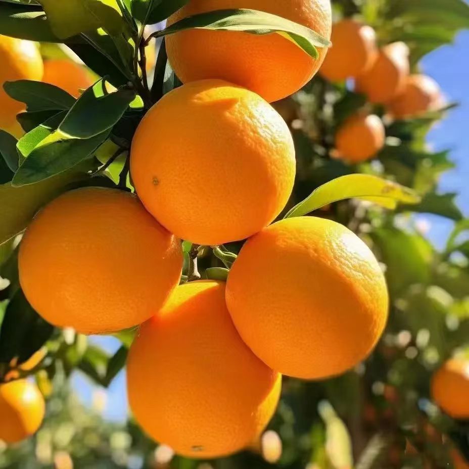 江西正宗赣南脐橙当季孕妇水果爆甜现摘现发薄皮多汁果园产地直发