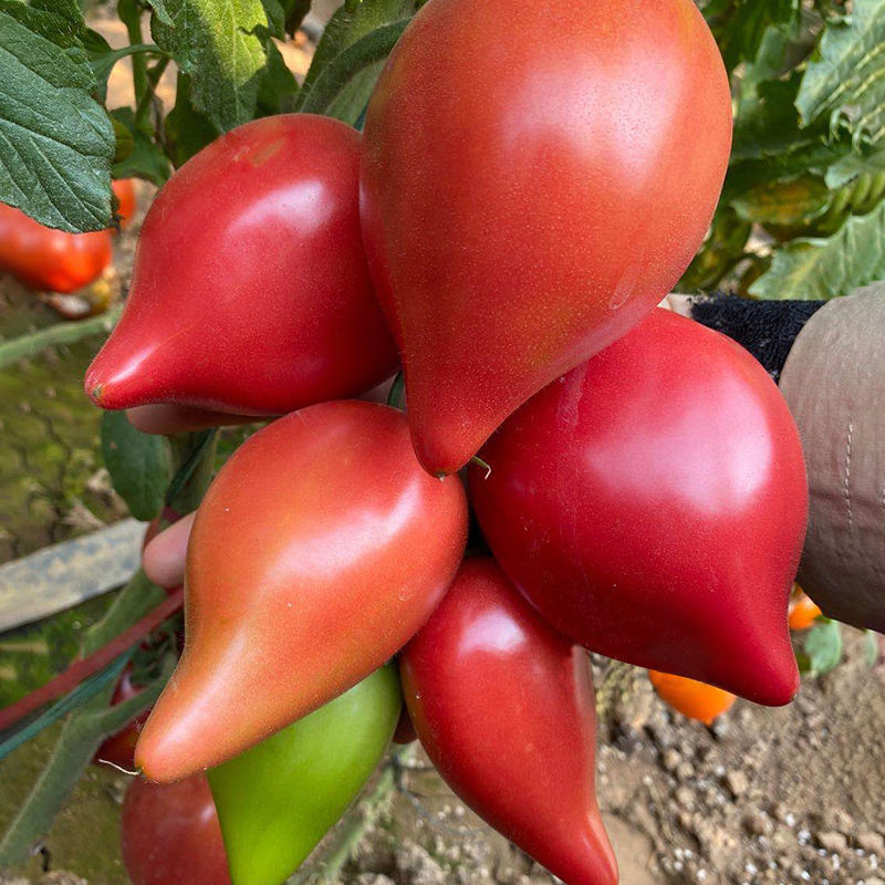 【新疆包邮】芒果蜜番茄种子 超甜水果番茄沙瓤西红柿种籽阳台盆栽