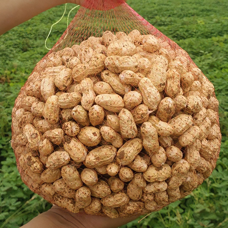 【当季鲜花生】2025年新鲜湿花生现挖现发粉皮带泥带壳花生熬粥养胃
