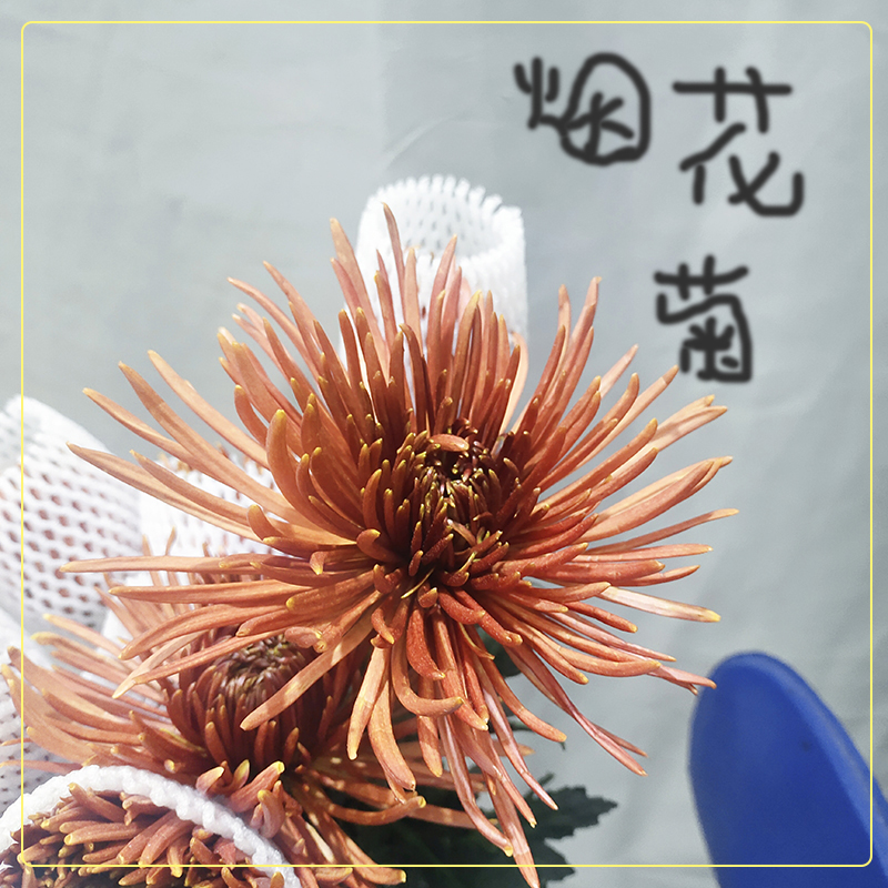 云南花菊鲜花新鲜花束鲜切花客厅水养装饰插花花材