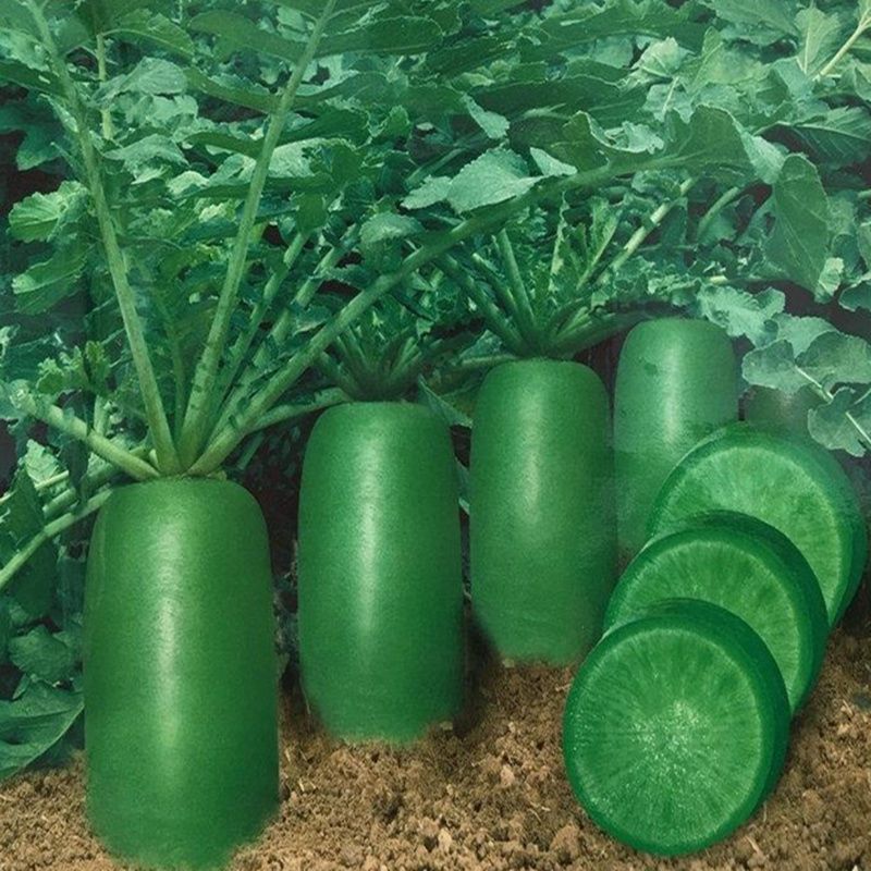 耐高温冰糖水果萝卜种子生吃脆甜四季播种绿萝卜种籽农家蔬菜种子