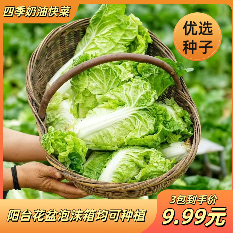 奶油快菜小白菜快菜奶油口感阳台花盆栽家庭小院种植蔬菜春季简单