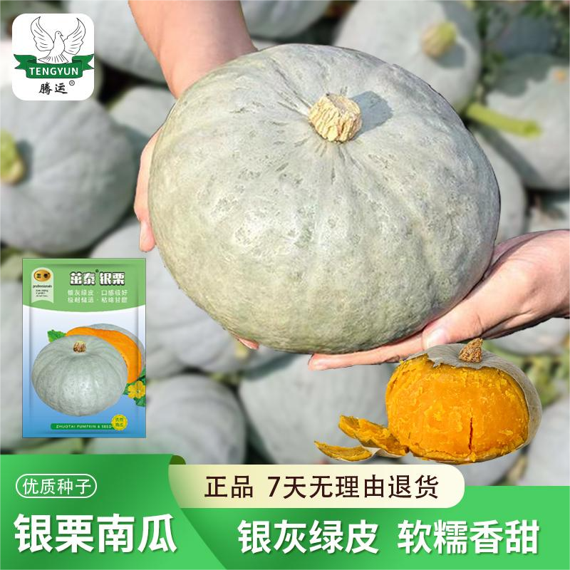 银栗南瓜种子银灰板栗味耐储存口感干面甜南瓜籽春秋蔬菜种子大棚