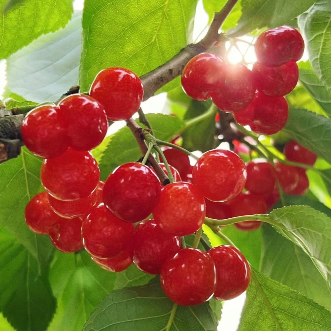 树界(玛瑙红妃樱桃)容器苗自花授粉原土发货成活率高适合盆栽地栽