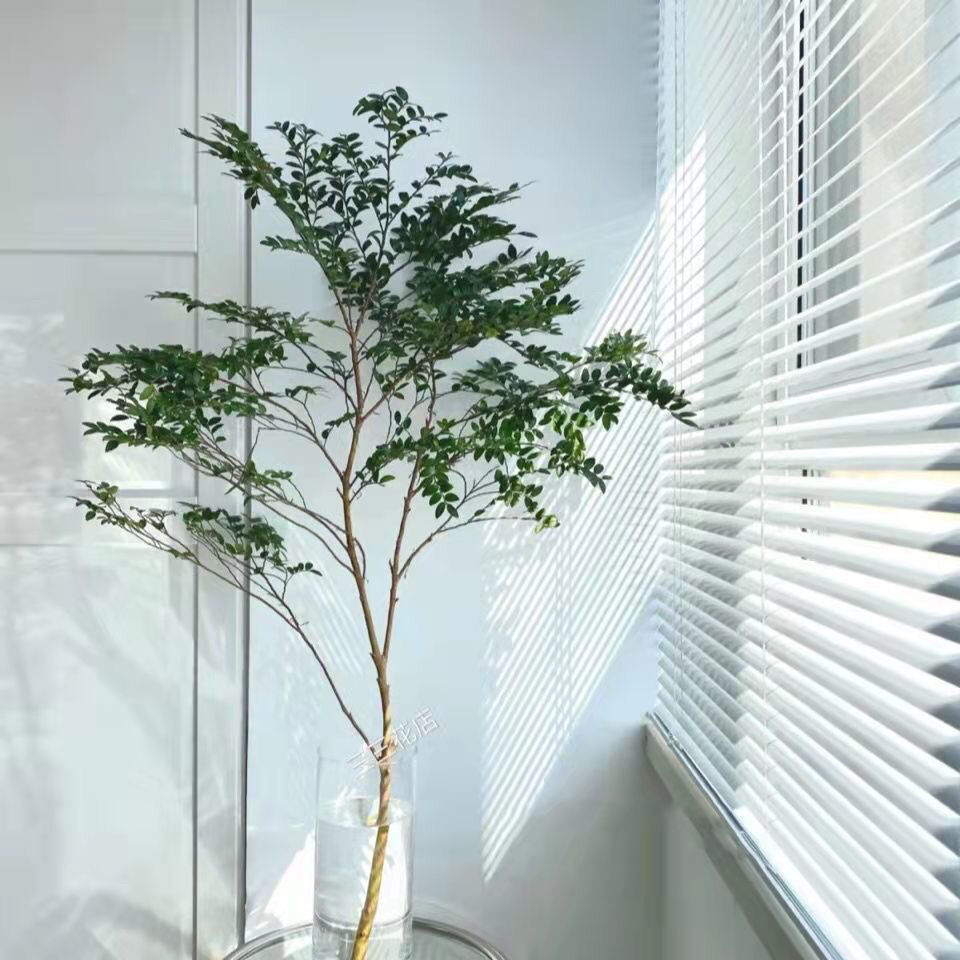 美男树水培绿植室内客厅装饰网红植物同超好养护买一送一