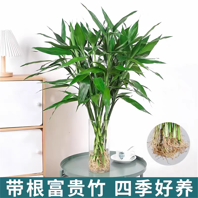 带根大叶富贵竹招财水培植物室内盆栽带根植物花卉