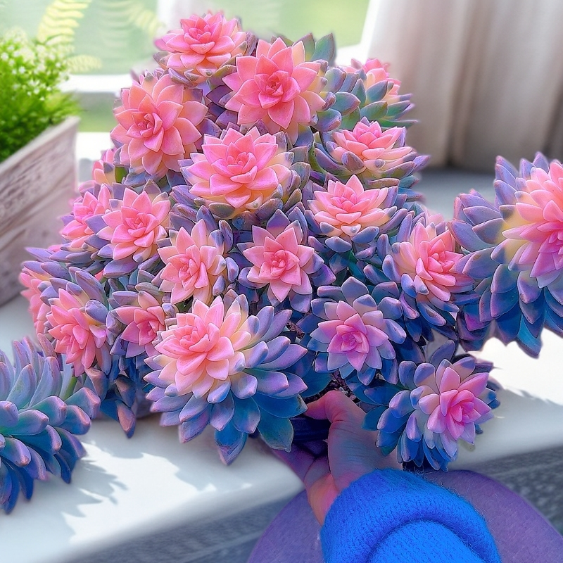 三岁家  淡雪景（脱土发）多肉植物 美观 净化空气 星花怒放