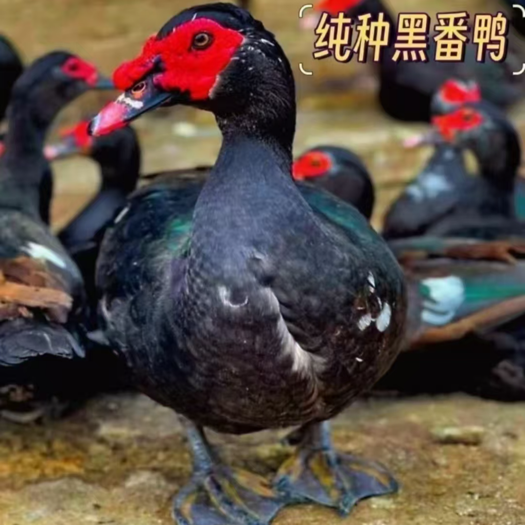 黑番鸭宠物鸭35只（活的发货）