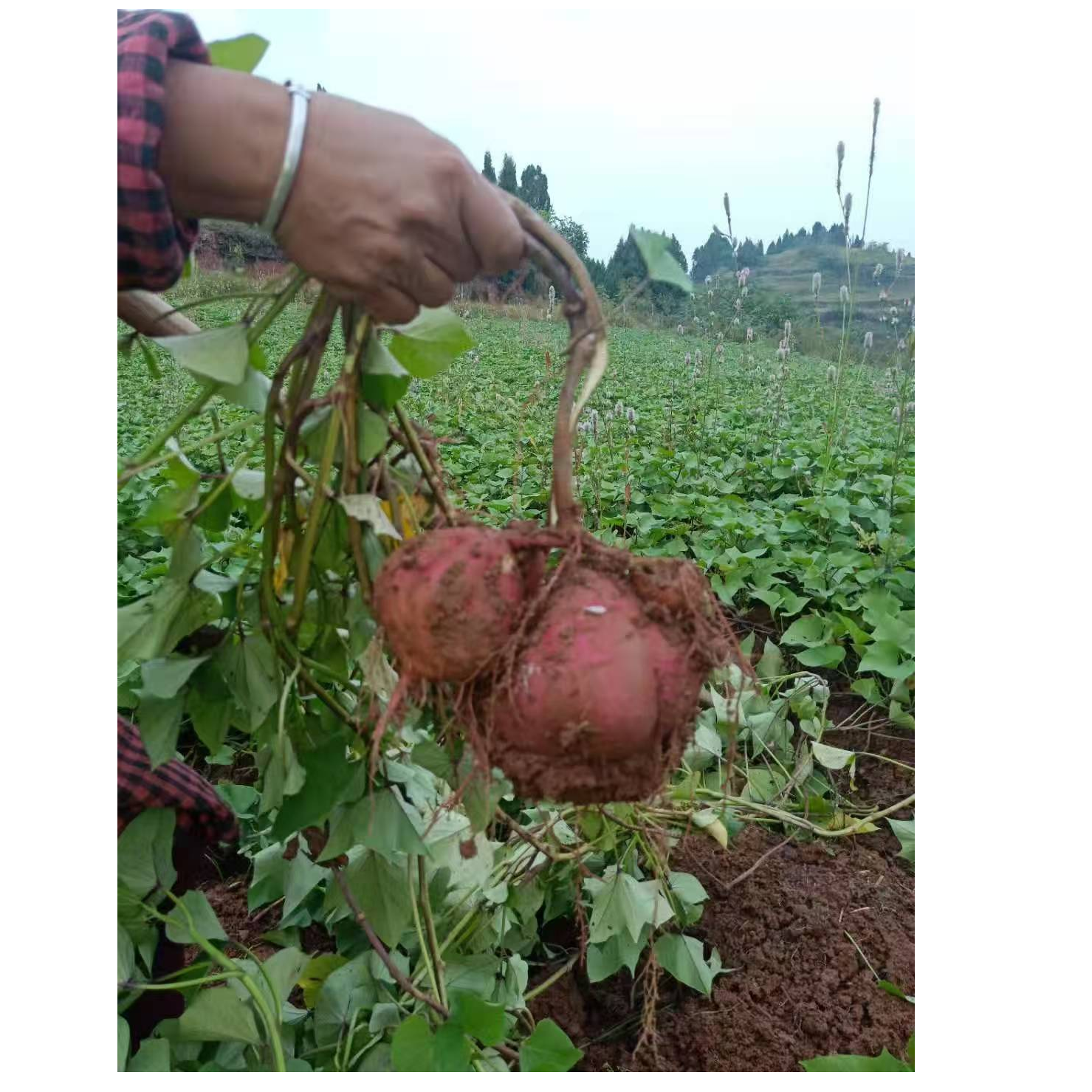 重庆2025年当季新挖的64早红薯，粉糯香甜，粉红皮白心农民自种