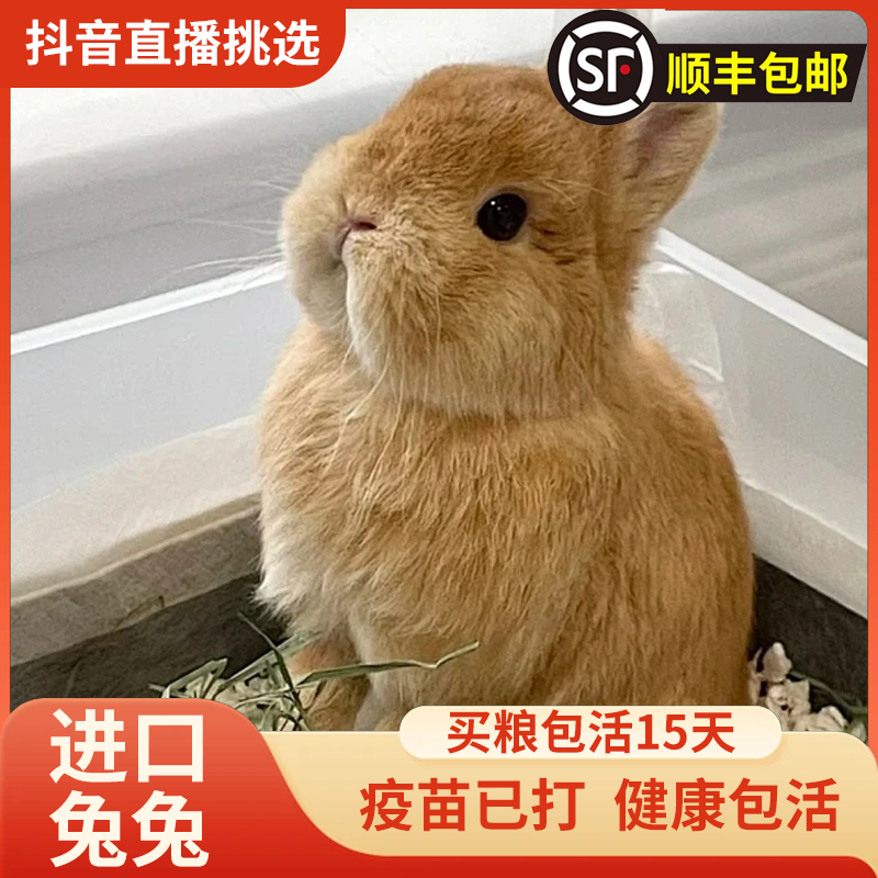 美系双血宠物兔小体侏儒兔迷你萌宠兔子茶杯兔活体垂耳兔小宠丰玺